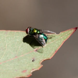 Chrysomya sp. (genus) at Kuringa Woodland (CPP) - 18 Nov 2023