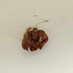 Heteronympha merope at Lake Ginninderra - suppressed