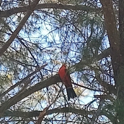 Alisterus scapularis (Australian King-Parrot) at QPRC LGA - 19 Nov 2023 by LyndalT