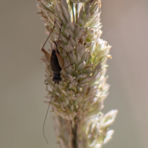 Trigonidium sp. (genus) at Kuringa Woodland (CPP) - 18 Nov 2023