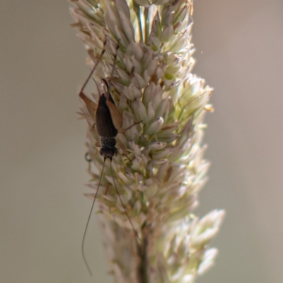 Trigonidium sp. (genus) (A Sword-tail Cricket) at Kuringa Woodland (CPP) - 18 Nov 2023 by Untidy