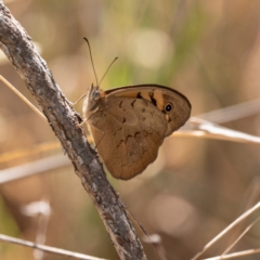 Heteronympha merope (Common Brown Butterfly) at Kuringa Woodlands - 18 Nov 2023 by Untidy
