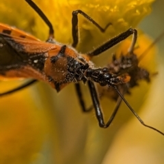 Gminatus australis at Holder, ACT - 25 Nov 2023 01:16 PM