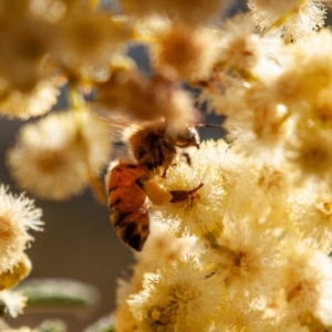 Apis mellifera at Kuringa Woodland (CPP) - 18 Nov 2023