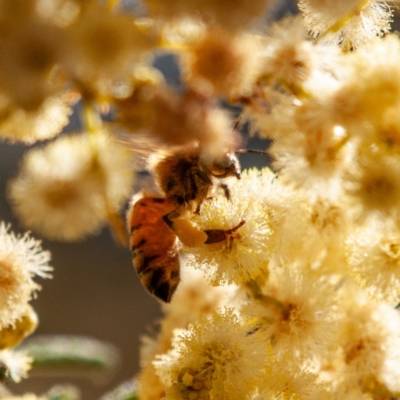 Apis mellifera (European honey bee) at Kuringa Woodland (CPP) - 18 Nov 2023 by Untidy