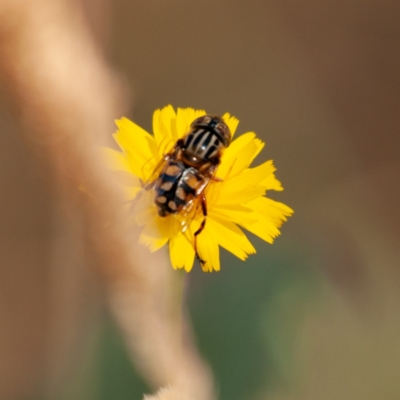 Eristalinus punctulatus (Golden Native Drone Fly) at Kuringa Woodlands - 18 Nov 2023 by Untidy