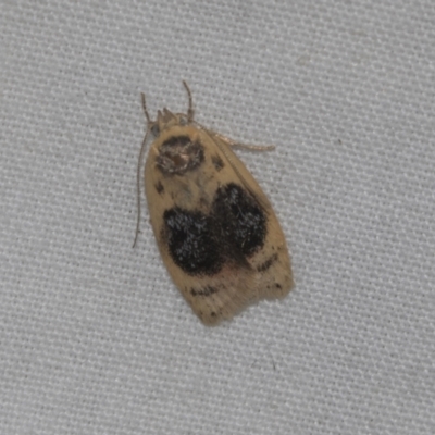 Garrha ocellifera (A concealer moth) at Higgins, ACT - 25 Dec 2022 by AlisonMilton