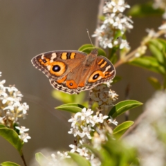 Junonia villida (Meadow Argus) at Kuringa Woodland (CPP) - 18 Nov 2023 by Untidy