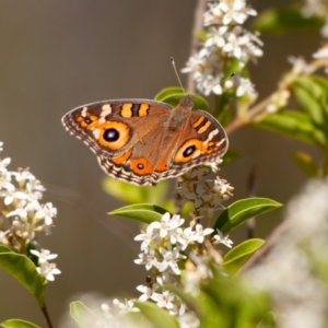 Junonia villida at Kuringa Woodland (CPP) - 18 Nov 2023 08:54 AM