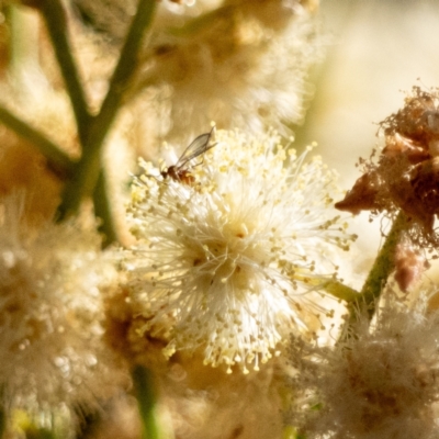 Cecidomyiidae (family) (Gall gnat) at Fraser, ACT - 17 Nov 2023 by Untidy