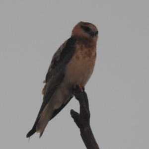 Elanus axillaris at Lions Youth Haven - Westwood Farm A.C.T. - 25 Nov 2023 06:51 PM