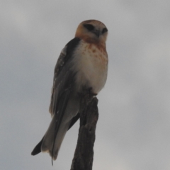 Elanus axillaris at Lions Youth Haven - Westwood Farm A.C.T. - 25 Nov 2023