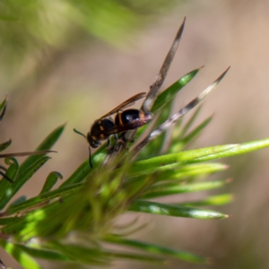 Eumeninae (subfamily) at Kuringa Woodland (CPP) - 18 Nov 2023