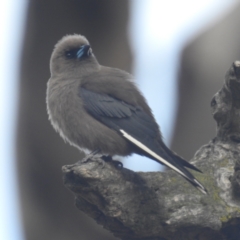 Artamus cyanopterus at Kambah, ACT - 25 Nov 2023