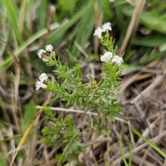 Asperula conferta (Common Woodruff) at QPRC LGA - 25 Nov 2023 by MatthewFrawley