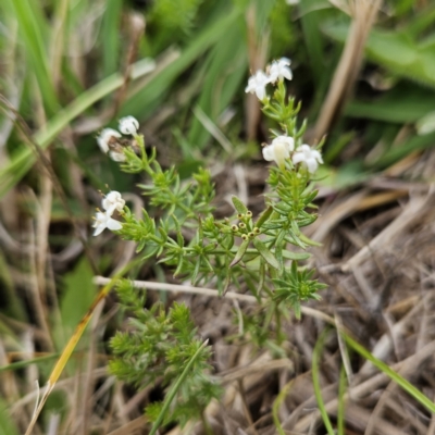 Asperula conferta (Common Woodruff) at QPRC LGA - 25 Nov 2023 by MatthewFrawley