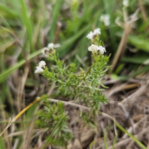 Asperula conferta at QPRC LGA - 25 Nov 2023