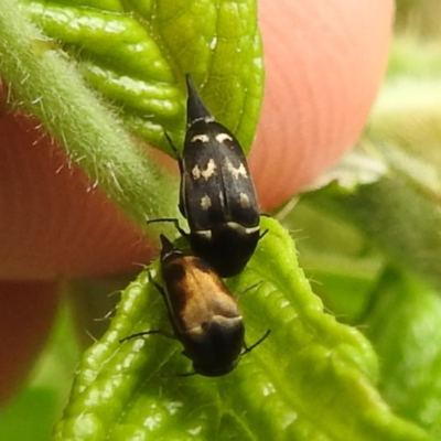 Mordellidae (family) (Unidentified pintail or tumbling flower beetle) at Lions Youth Haven - Westwood Farm A.C.T. - 24 Nov 2023 by HelenCross