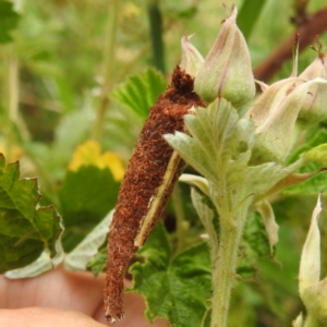 Trigonocyttara clandestina at Lions Youth Haven - Westwood Farm A.C.T. - 25 Nov 2023