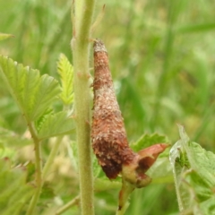 Trigonocyttara clandestina at Lions Youth Haven - Westwood Farm A.C.T. - 25 Nov 2023