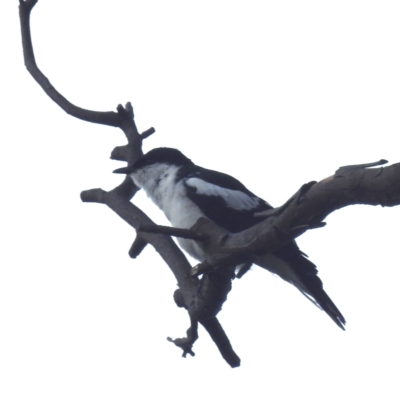 Lalage tricolor (White-winged Triller) at Lions Youth Haven - Westwood Farm A.C.T. - 25 Nov 2023 by HelenCross