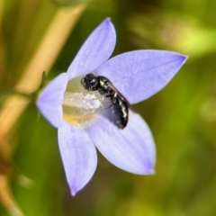 Hylaeus (Planihylaeus) quadriceps (Hylaeine colletid bee) at GG182 - 25 Nov 2023 by KMcCue