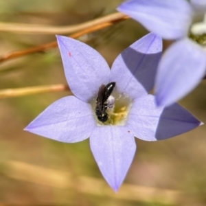 Hylaeus (Planihylaeus) quadriceps at GG182 - 25 Nov 2023 02:39 PM