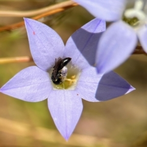 Hylaeus (Planihylaeus) quadriceps at GG182 - 25 Nov 2023