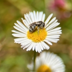 Lasioglossum (Chilalictus) sp. (genus & subgenus) (Halictid bee) at GG182 - 25 Nov 2023 by KMcCue