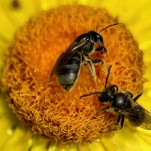 Lasioglossum (Chilalictus) lanarium at Aranda, ACT - 25 Nov 2023