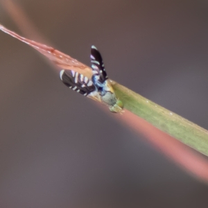 Spathulina acroleuca at Higgins Woodland - 25 Nov 2023