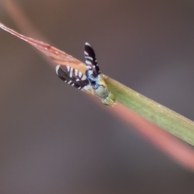 Spathulina acroleuca (A seed fly) at Higgins, ACT - 25 Nov 2023 by Untidy