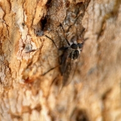 Cerdistus sp. (genus) (Slender Robber Fly) at Aranda, ACT - 25 Nov 2023 by KMcCue