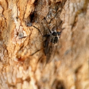 Cerdistus sp. (genus) at Aranda, ACT - 25 Nov 2023