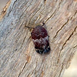 Platybrachys decemmacula at Aranda, ACT - 25 Nov 2023 03:03 PM