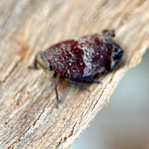 Platybrachys decemmacula at Aranda, ACT - 25 Nov 2023 03:03 PM