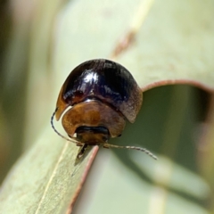 Paropsisterna cloelia at Ngunnawal, ACT - 25 Nov 2023