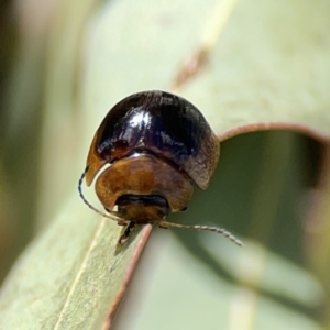 Paropsisterna cloelia at Ngunnawal, ACT - 25 Nov 2023 03:06 PM