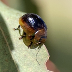 Paropsisterna cloelia at Ngunnawal, ACT - 25 Nov 2023 03:06 PM