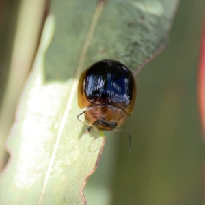 Paropsisterna cloelia at Ngunnawal, ACT - 25 Nov 2023