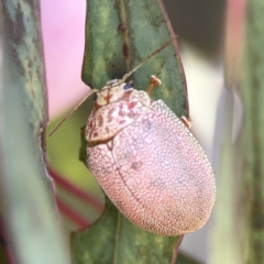 Paropsis atomaria (Eucalyptus leaf beetle) at Casey, ACT - 25 Nov 2023 by Hejor1