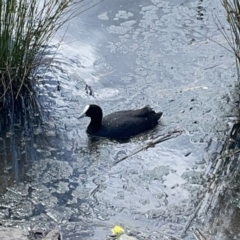 Fulica atra at Casey, ACT - 25 Nov 2023