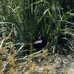 Gallinula tenebrosa at Ngunnawal, ACT - 25 Nov 2023