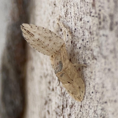 Ledromorpha planirostris (A leafhopper) at Casey, ACT - 25 Nov 2023 by Hejor1