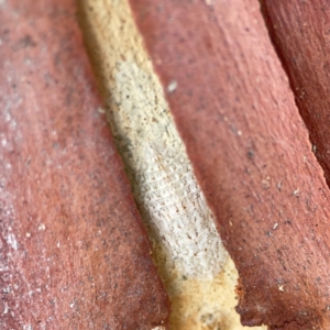 Ledromorpha planirostris at Casey, ACT - 25 Nov 2023