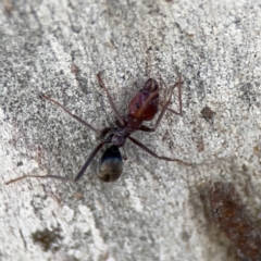 Iridomyrmex purpureus (Meat Ant) at Casey, ACT - 25 Nov 2023 by Hejor1