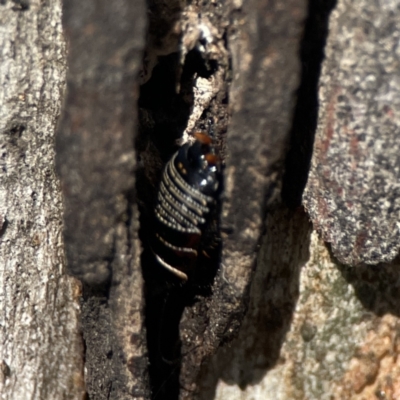 Ellipsidion australe (Austral Ellipsidion cockroach) at Casey, ACT - 25 Nov 2023 by Hejor1