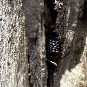 Ellipsidion australe at Casey, ACT - 25 Nov 2023