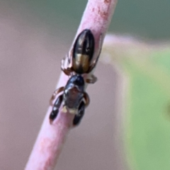 Judalana lutea (Judy and Alans Yellow Ant-mimicking Jumping Spider) at Casey, ACT - 25 Nov 2023 by Hejor1
