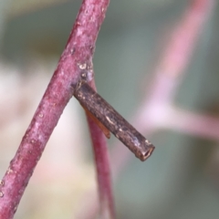 Hemibela (genus) (A Concealer moth) at Casey, ACT - 25 Nov 2023 by Hejor1